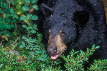 Closeup portrait of a Black Bear
