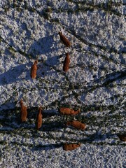 Kuh Herde - Kühe auf einem winter Feld mit Schnee