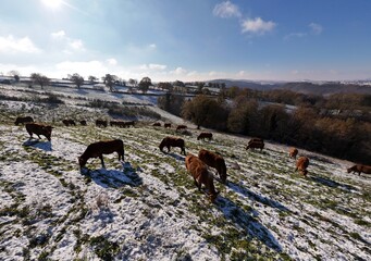 Kuh Herde - K&uuml;he auf einem winter Feld mit Schnee