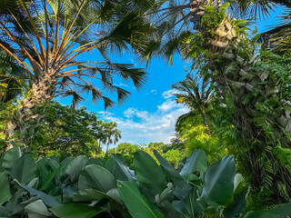 A view from below shows large, lush green leaves and tropical palm trees framing beautiful blue sky with soft white clouds. Immersive perspective creates serene, natural border in verdant garden oasis