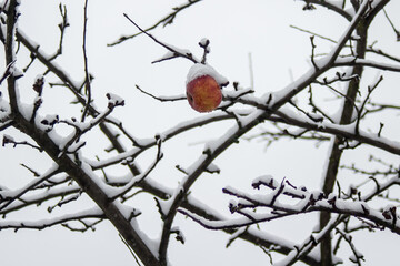A red apple hangs on a tree. Covered in snow.