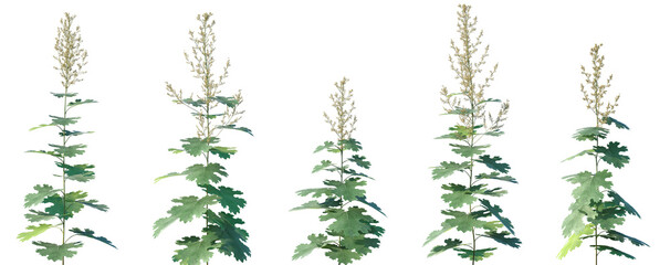 Set of Macleaya microcarpa (or small-headed sunflower) flowering frontal isolated png on a transparent background perfectly cutout high resolution