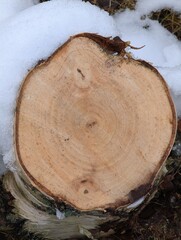 Village background with birch firewood under snow.