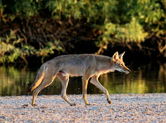 Coyote