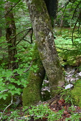 Verschlungene Bäume