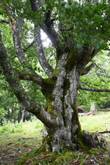 Alter Baum in den Bergen