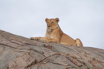 Lion resting on rocky outcrop in the Serengeti © Sonji