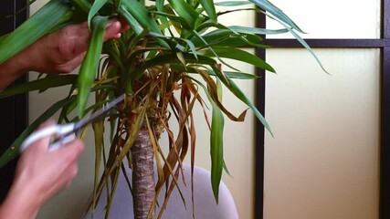 Hands Trimming Leaves on Indoor Plant - Powered by Adobe