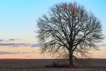 Lone leafless tree in a frosty field at sunset, with a distant flock of swans flying along the horizon.
