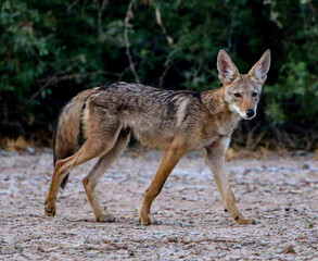 Coyote