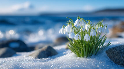Tiny white snowdrops pushing through winter snow, gentle sunlight highlighting translucent petals and fresh green shoots, evoking growth and seasonal transition