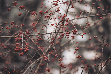 Bright red berries on branches amidst blurred background in a tranquil outdoor setting during the late autumn season