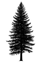 Obraz premium Complex silhouette conifer white high resolution picture