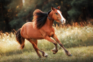 Fototapeta premium Bay horse