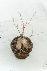 dead plant in potted on the floor 