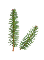 Abies numidica or Algerian fir branches isolated on white background