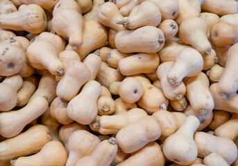 butternut squash pile in farm in harvest season