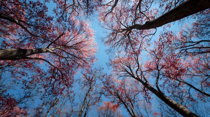 Tall forest canopy featuring pink blossoms observed from a low angle against a bright blue sky
