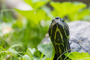 Sumpfschildkröte