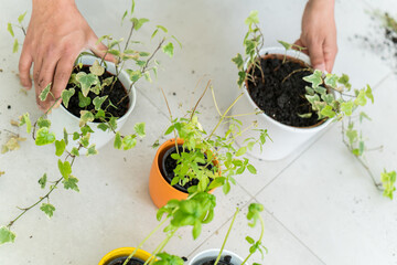 Man hands planting the young tree while working 