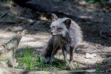 Polarfuchs
