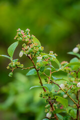 Newly formed blueberry fruit and soft blossoms thrive on a green branch in springtime