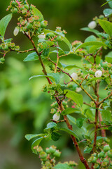 Dew-kissed blueberry branches display lush leaves and tiny fruit, embracing nature's beauty
