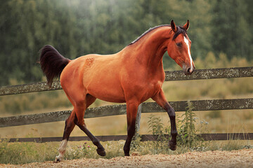 Bay horse