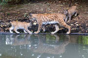 Luchs mit Jungen