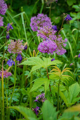 Purple flowers bloom amid lush green leaves, highlighting spring's beauty