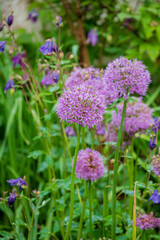 Fototapeta premium In a lush garden, allium flowers bloom in vibrant purple, welcoming spring's warmth