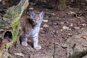 Luchs mit Jungen