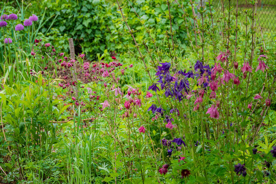 Aquilegia, commonly known as columbines, is a genus of perennial flowering plants in the family Ranunculaceae 