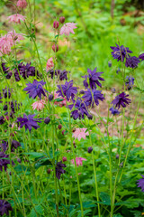 Vibrant purple and pink wildflowers sway gently in the breeze under the warm sun of springtime
