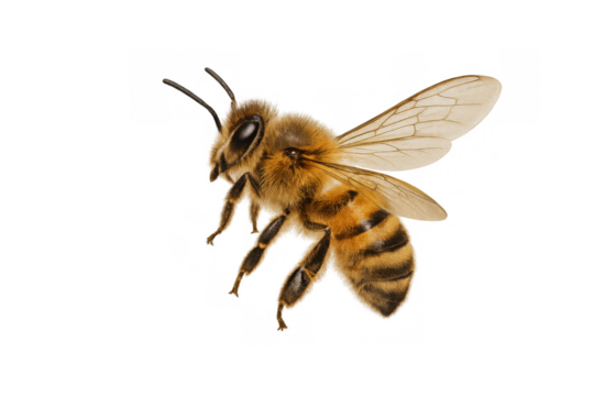 Honey bee flying, busy insect pollinating, worker bee collecting nectar, animal with transparent background