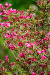 Fototapeta premium A vibrant display of pink flowers blossoms on leafy branches, brightening the garden scene
