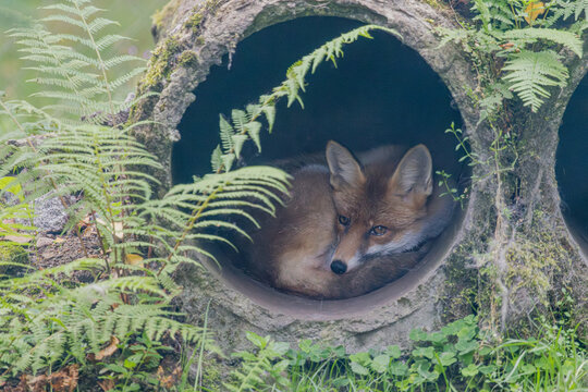 Rotfuchs