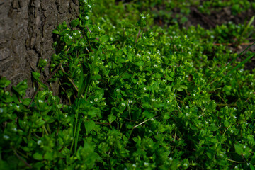 Fototapeta premium green moss on the wall