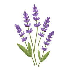 Fototapeta premium Modern flat 2D vector illustration of Lavender, clean and minimal design, isolated on white background.