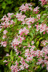 A lush garden filled with delicate pink flowers showcases nature's beauty in full bloom