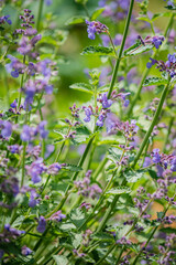 Purple lavender blooms create a vibrant scene, filling the garden with color and fragrance