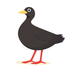 2D flat vector illustration of Moorhen, clean and minimal icon style, isolated on white background.