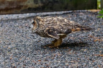 Waldohreule im Regen