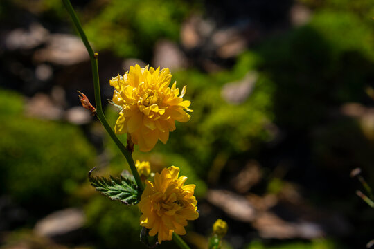 yellow flowers in the garden