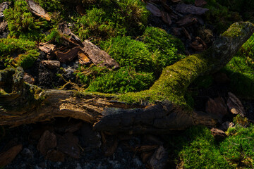 Obraz premium old tree trunk