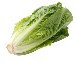 Fresh romaine lettuce head isolated on transparent background