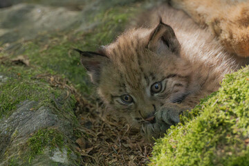 Luchs mit Jungen