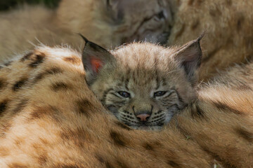 Luchs mit Jungen