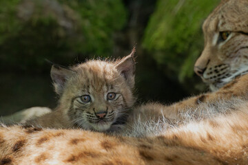 Luchs mit Jungen