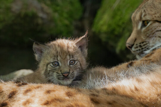 Luchs mit Jungen